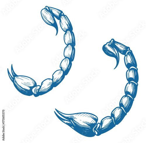 Hand drawn illustration of two stylized blue scorpions on a white background