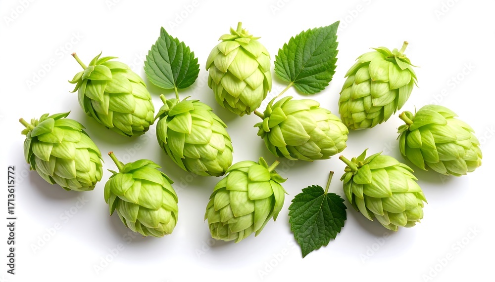 Fototapeta premium Fresh green hop cones arranged on white background