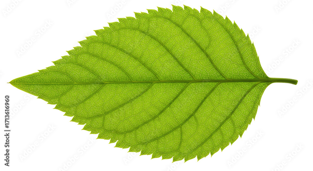 Fototapeta premium Single vibrant green leaf detailed view 14.