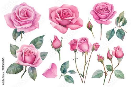 A beautiful collection of watercolor pink roses in various stages of bloom and bud, accented with green leaves. This floral set evokes a romantic and natural aesthetic perfect for invitations, station