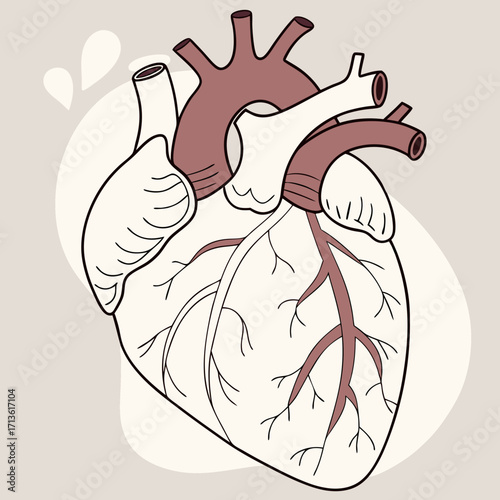 vector illustration of a human heart anatomy sketch