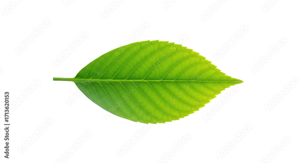 Fototapeta premium Single vibrant green leaf isolated on white 13.