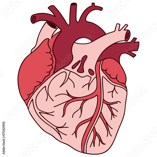 vector illustration of human heart