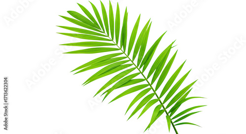 Single vibrant green palm frond isolated 4.