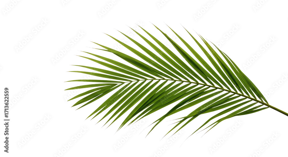 Fototapeta premium Single vibrant green palm frond isolated 6.