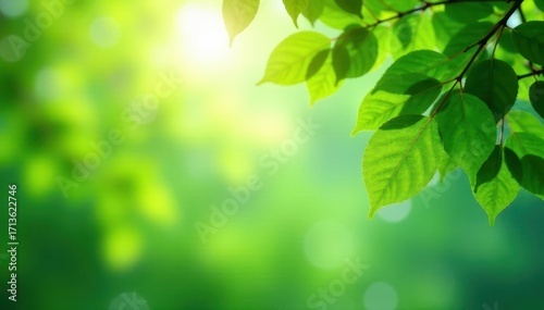 Blurred sky bokeh, vibrant green tree foreground, natural light, leaf, soft light, close up