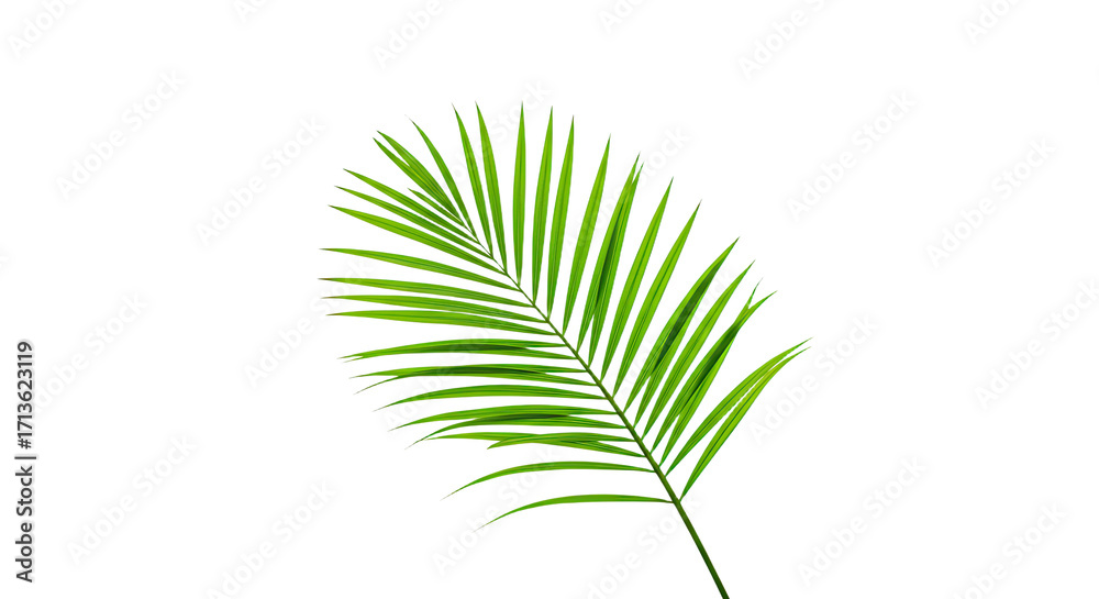 Obraz premium Single vibrant green palm leaf isolated 6.