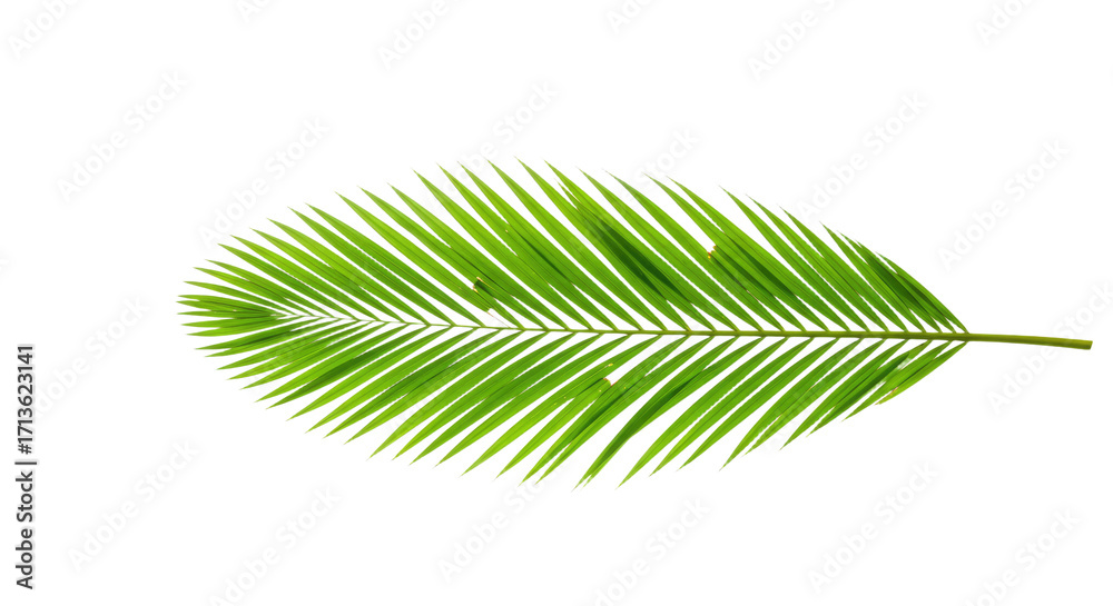 Obraz premium Single vibrant green palm leaf isolated 5.