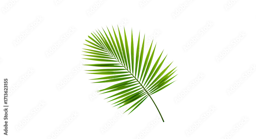 Obraz premium Single vibrant green palm leaf isolated.