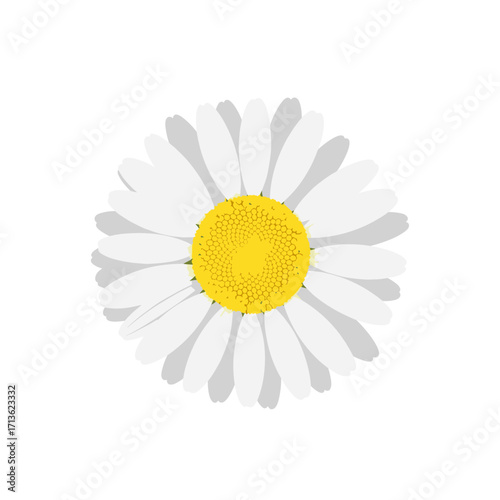 A close up view of a bright white daisy flower with a yellow center on a white background.