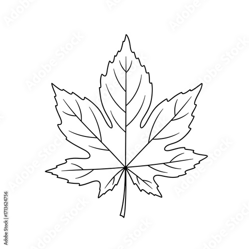 A detailed outline of a single maple leaf showing intricate venation and serrated edges.