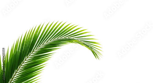 Vibrant Green Palm Frond Isolated on White 1.