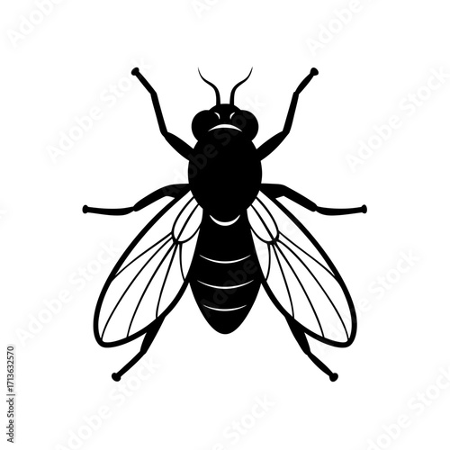 Agromyzid Fly Insect