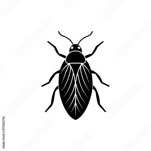 Soft Scale Insect