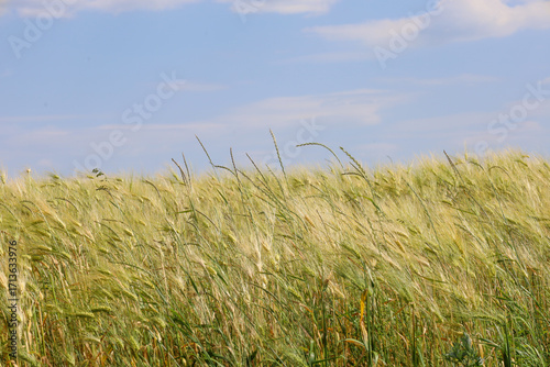 Fotomural A tall rye field, where the ears sway in the wind, creating a sense of movement, stretches towards the blue sky with light white clouds