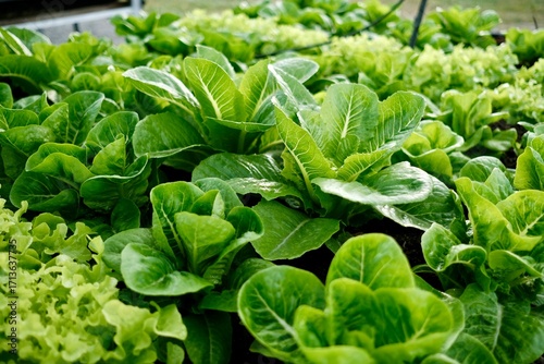 Close-up of green cos lettuce in a clean vegetable farm. Clean and safe organic vegetables ready to be harvested and delivered to consumers.
