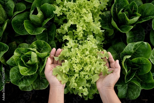 A woman's hands are hugging a large green vegetable plant in an organic vegetable patch.
