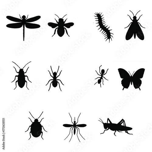 Shady Insect World 11 Different Species in Simple Black Design