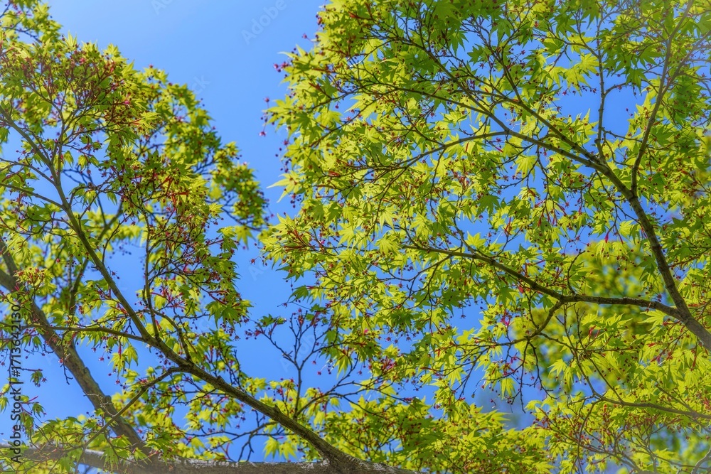 Obraz premium 青空バックに見上げる新緑のモミジの若葉