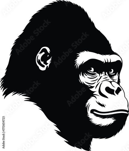 Gorilla head black white vector silhouette primate