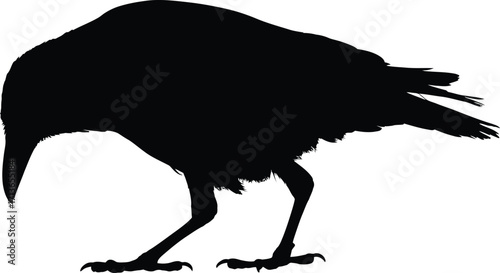 F-Caw-F SVG, Funny Crow SVG, Black Bird Shirt