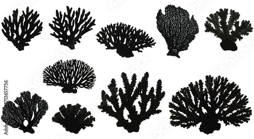A collection of diverse black coral formations against a white background