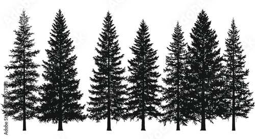 Silhouette of a row of evergreen trees against a white background