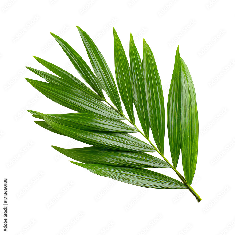 Fototapeta premium Close-up vibrant palm frond