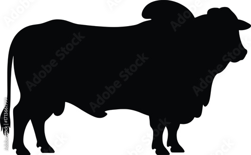 Silhouette of a zebu bull standing profile view on a