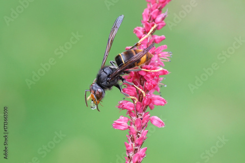 Asian Hornet ssp. nigrithorax, Asian Black Hornet (Vespa velutina nigrithorax), family Vespidae. On flowers of Knotweed, knotgrass (Polygonum amplexicaule). Netherlands, September