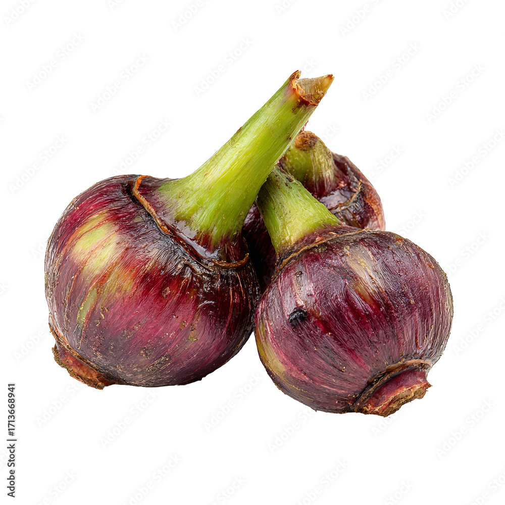 Fototapeta premium Two purple bulbs with green stems