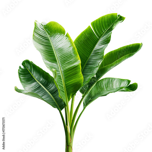 Lush green banana plant leaves
