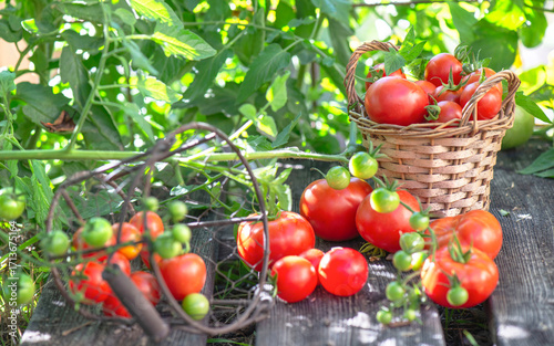 harvest of  tomatoes in a basket placed on a plank in front of  leaf  in a ve...