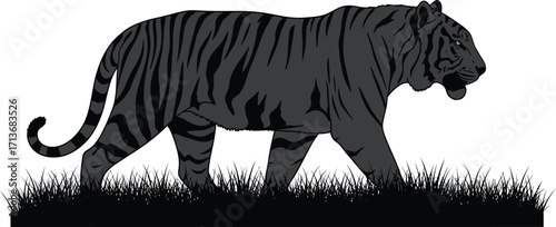 Striking tiger prowling, showcasing power, strength