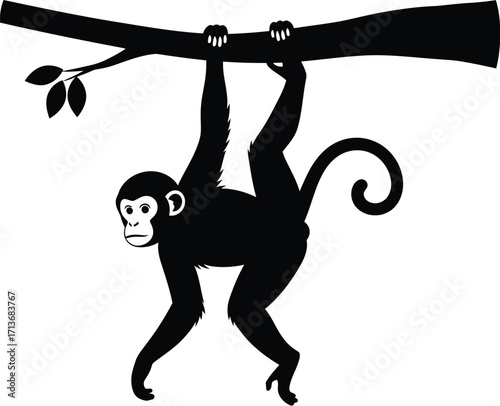 Silhouette monkey hanging on a branch, primate, wildlife