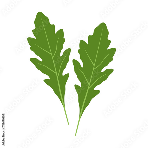 arugula leaves flat vector illustration logo icon clipart