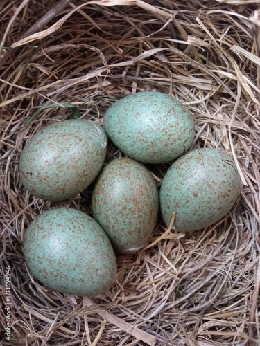 Nest of the fieldfare (Turdus pilaris) with five eggs.