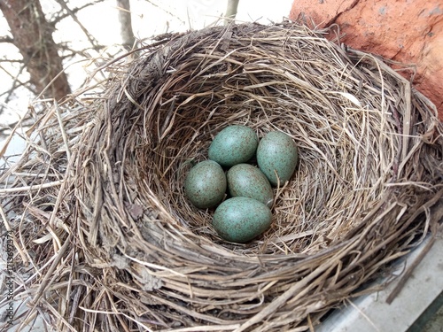 Nest of the fieldfare (Turdus pilaris) with five eggs.