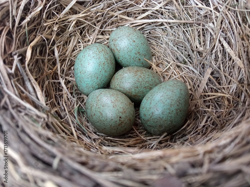 Nest of the fieldfare (Turdus pilaris) with five eggs.