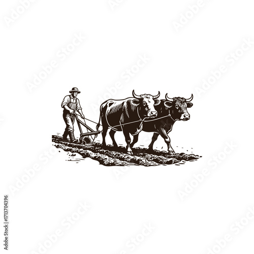 Classic vintage engraving style illustration of a farmer guiding two oxen pulling a plow through a field. This powerful black and white graphic symbolizes agriculture, hard work, traditional farming