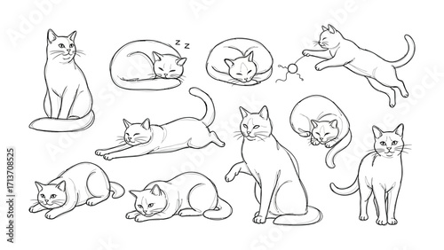 Whiskered Wonders: A charming illustrated ensemble of cats in various poses, displaying the natural grace and playful attitudes of felines.