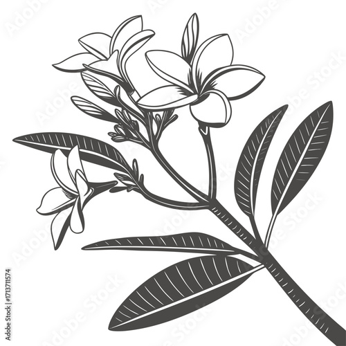branch with evergreen plumeria white flowers