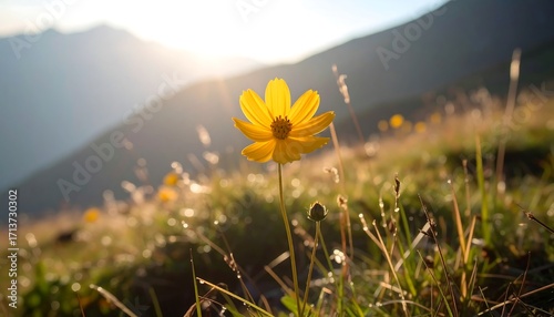Fototapeta Naklejka Na Ścianę i Meble -  Golden flower in a sunlit meadow