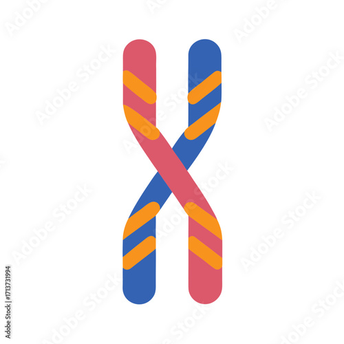 chromosome segregation illustration with pink and blue strands and orange stripes