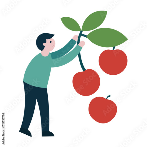 Person picking ripe red cherries from a branch with green leaves