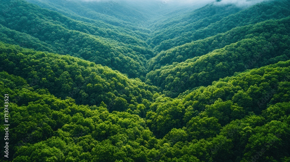 Fototapeta premium Lush green mountain forest valley