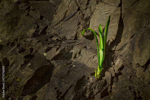 Plant growing out of fracture in rock