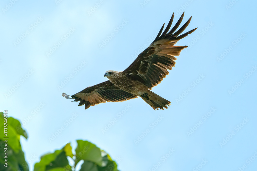 Fototapeta premium Changeable hawk eagle is flying in the sky