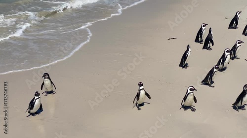 African Penguins on Boulders Beach