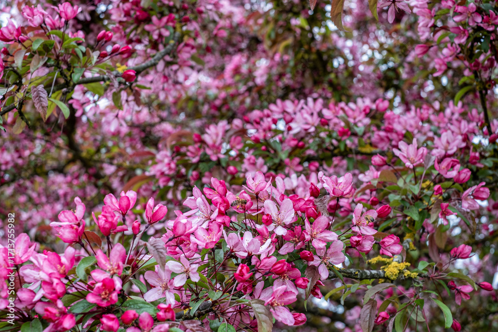Fototapeta premium Apple tree in full bloom showcases vibrant pink flowers against lush green leaves, symbolizing the awakening of nature during the colorful spring season with captivating fragrance